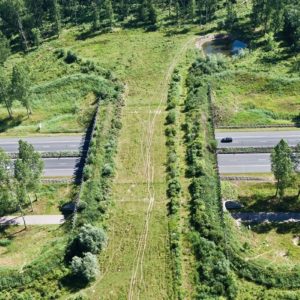 На трассе М1 «Беларусь» построят экодук
